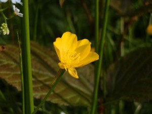 beskid wyspowy 29 (1)